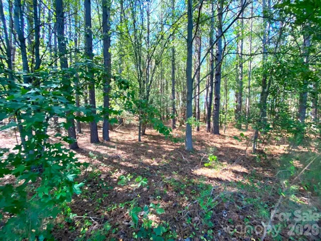 Beautiful planted tree stand on this flat lot.