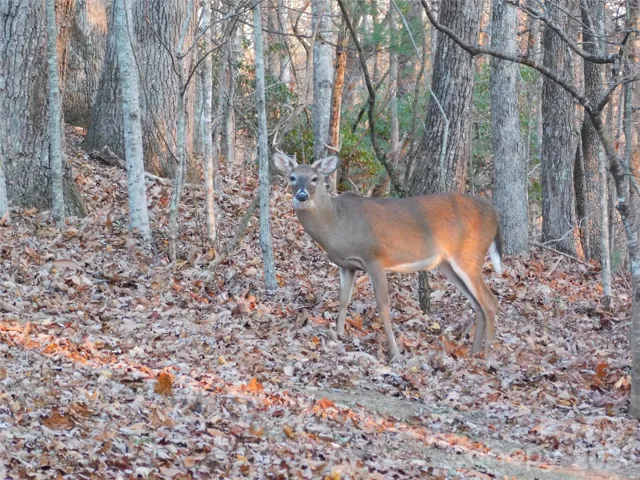 An early evening visitor.