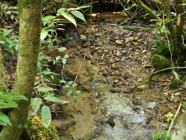This creek runs from one side of the property to the other in the woods on the backside of the house.
