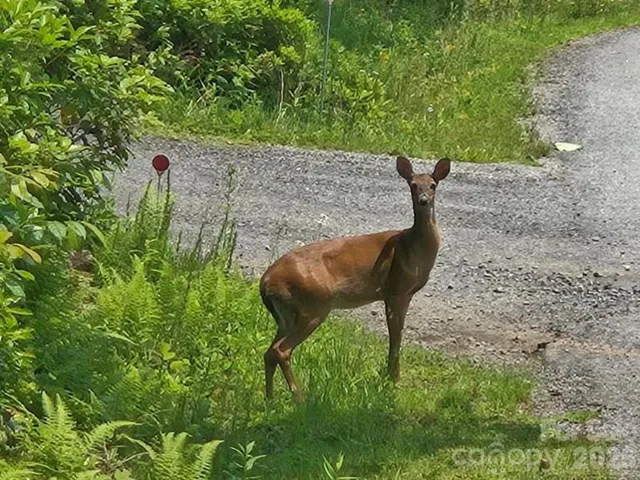 This doe will also greet you as you approach the house on Hubbard Hollow Road in Indian Camp Mountain.