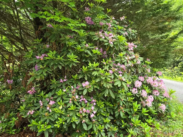 These Rhododendron as well as Mountain Laurel are all over the property. This one greets you at the beginning of the driveway off of Hubbard Hollow.