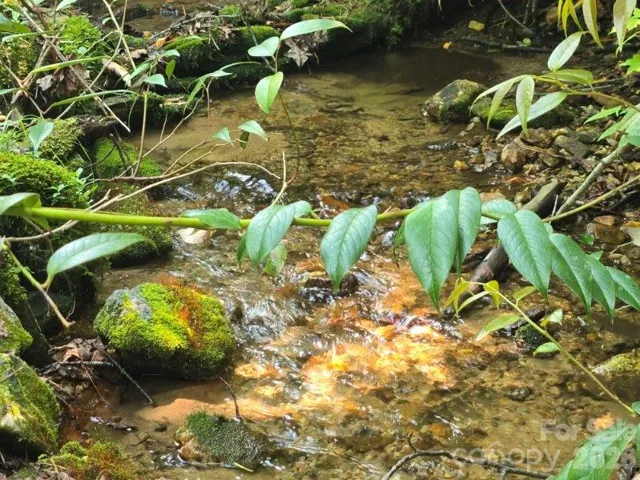 This creek runs from one side of the property to the other in the woods on the backside of the house.