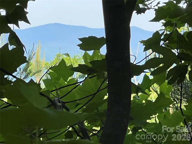 View though the trees from the lot