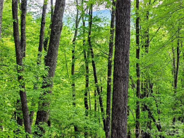 View of the mountains peeking through the trees on Lot 12
