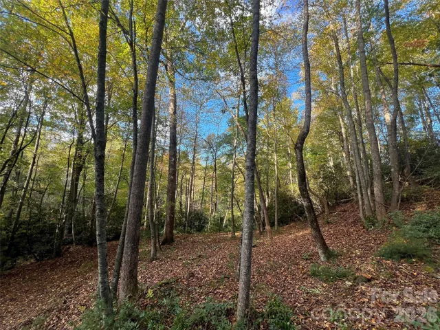 Looking towards direction of where you would build, from the end of current cut where future driveway will be.