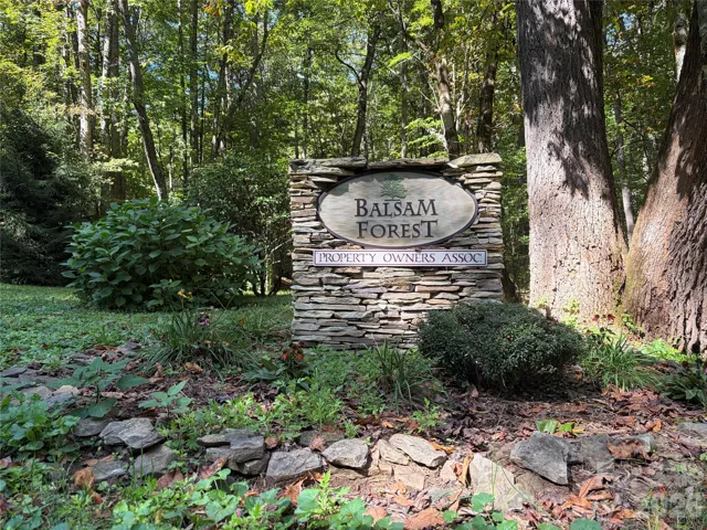 Balsam Forest