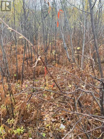 LT 1 CON 6 54R-6390 LOT 1 CON 6 MARTER TWP ROAD, Englehart (Central Timiskaming), Ontario P0J1H0