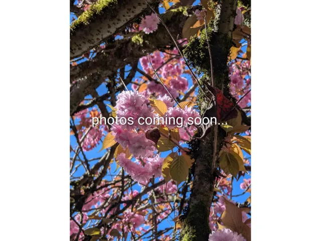 11 15192 62A AVENUE, Surrey, British Columbia V3S9A6