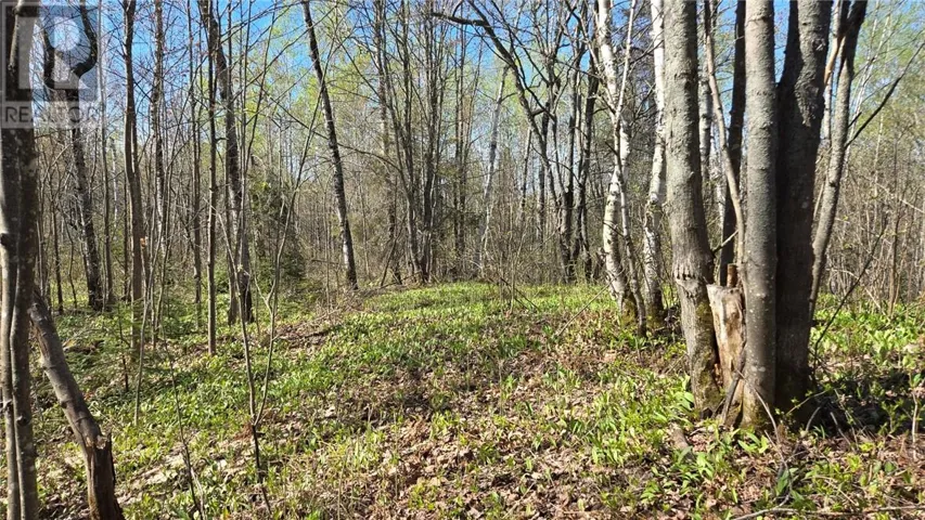 Lot 6 Con 3 Rabbit Trail Road, Warren, Ontario P0H2N0