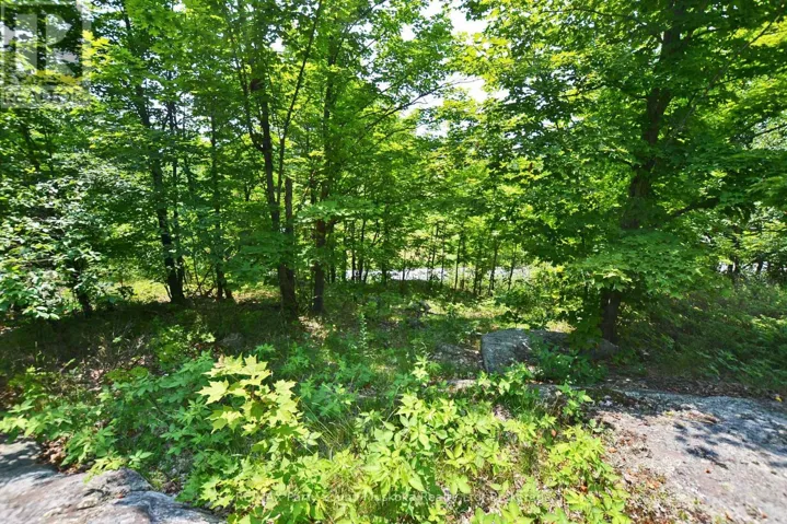 Private Treed Setting - Good Building Site