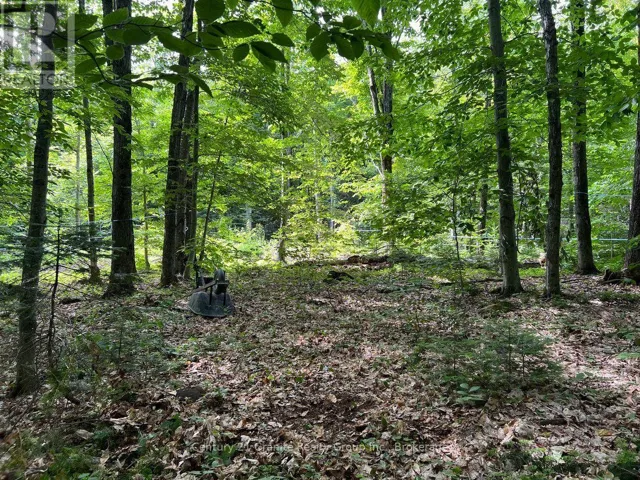 99 FOREST VIEW ROAD, Bancroft (Bancroft Ward), Ontario K0L1C0
