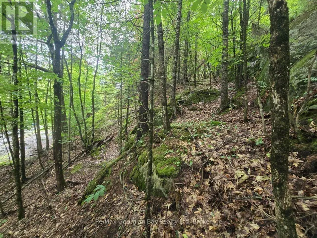 107 BALSAM CHUTES ROAD, Huntsville (Stephenson), Ontario P0B1L0
