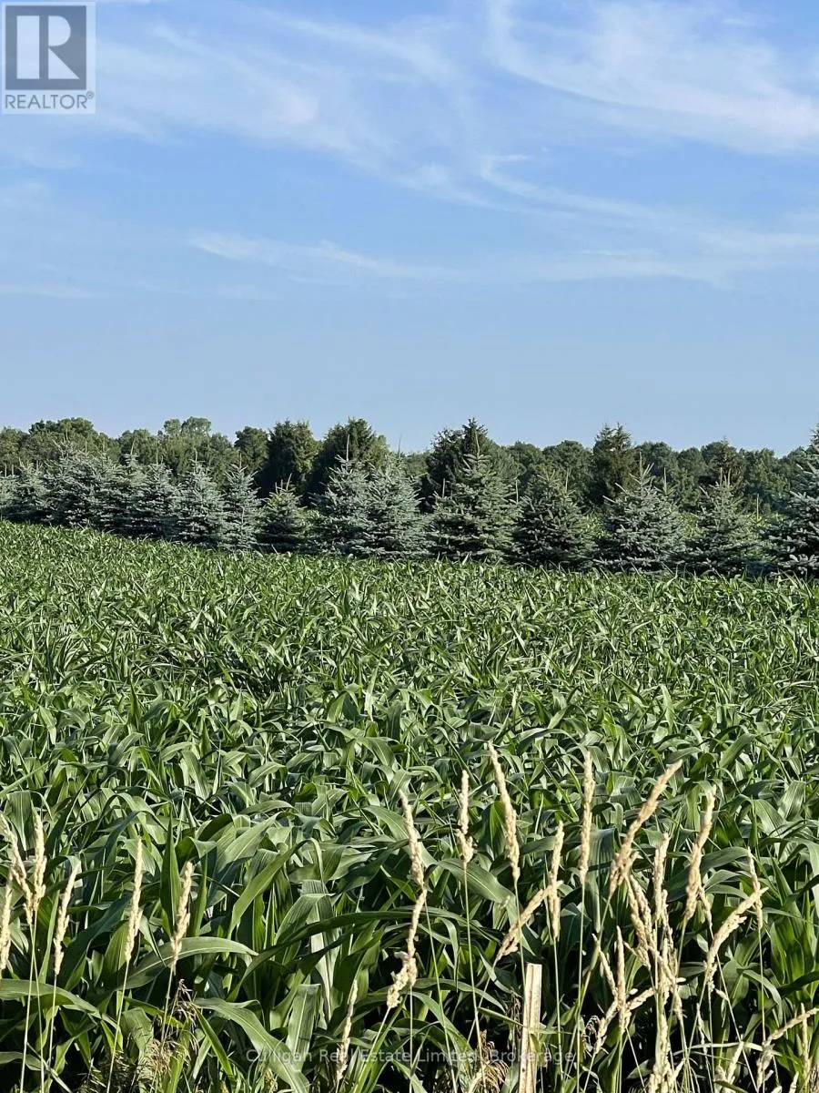 Previous corn crop Previous corn crop
