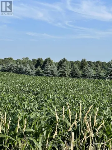 Previous corn crop