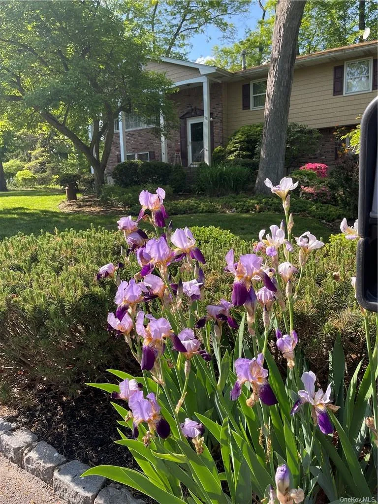 Lovely flowering shrubs around the property Lovely flowering shrubs around the property