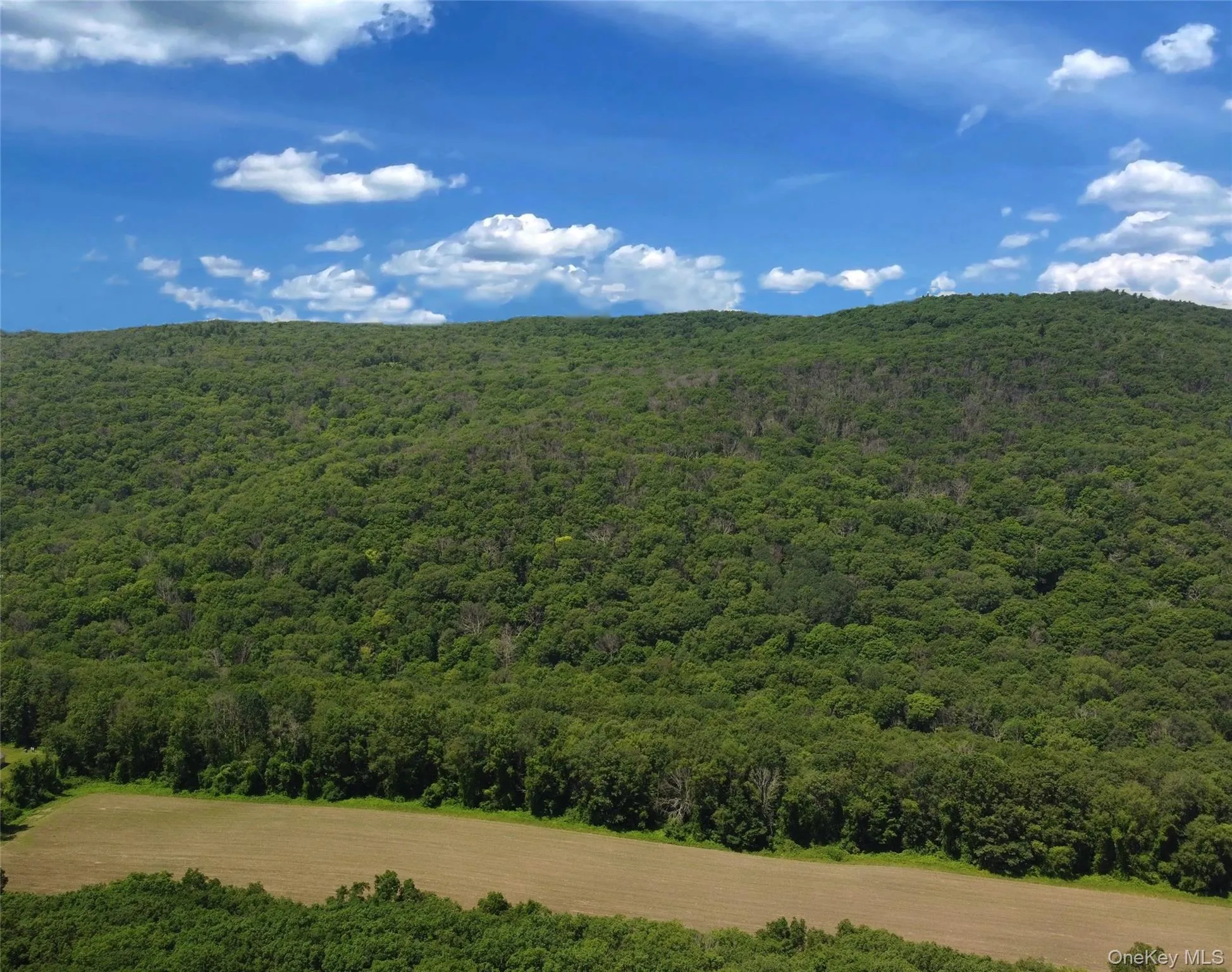 Mountain view with a forest Mountain view with a forest