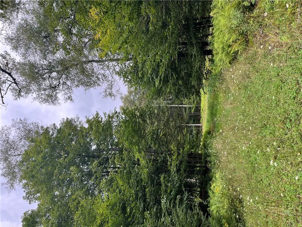 View of nature/ driveway looking back down towards Black Bear road View of nature/ driveway looking back down towards Black Bear road