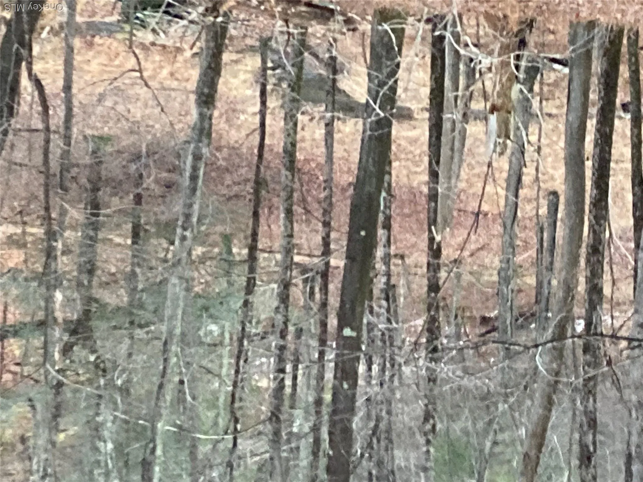 View of local wilderness View of local wilderness
