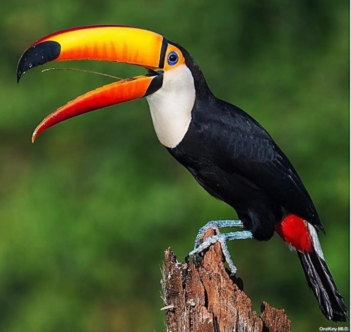wild birds wild birds