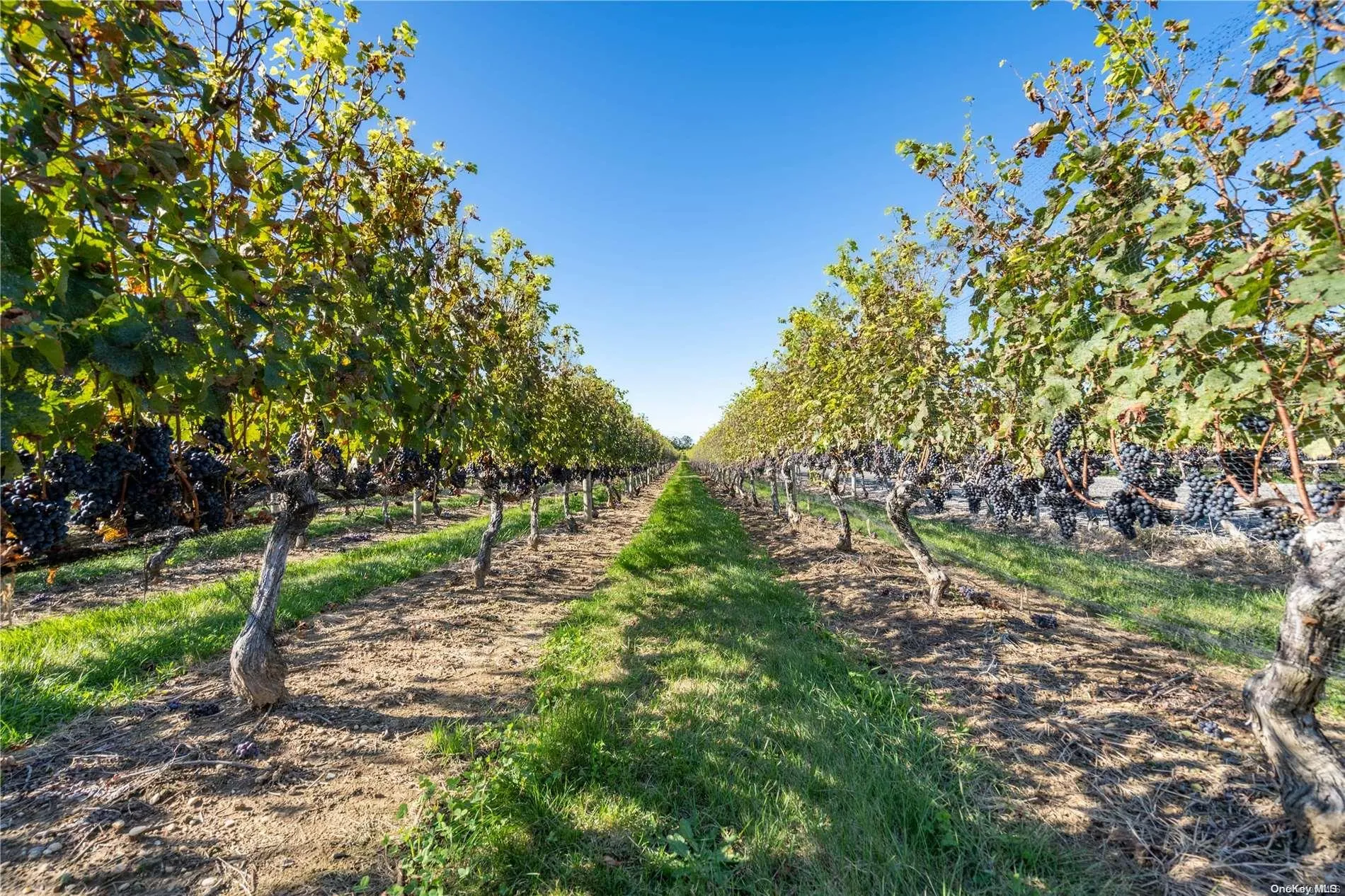 300 Marion Place, Southold, NY, 3 Bedrooms Bedrooms, 8 Rooms Rooms,2 BathroomsBathrooms,Residential Lease,Idx,Marion,0,L3546433 300 Marion Place, Southold, NY, 3 Bedrooms Bedrooms, 8 Rooms Rooms,2 BathroomsBathrooms,Residential Lease,Idx,Marion,0,L3546433