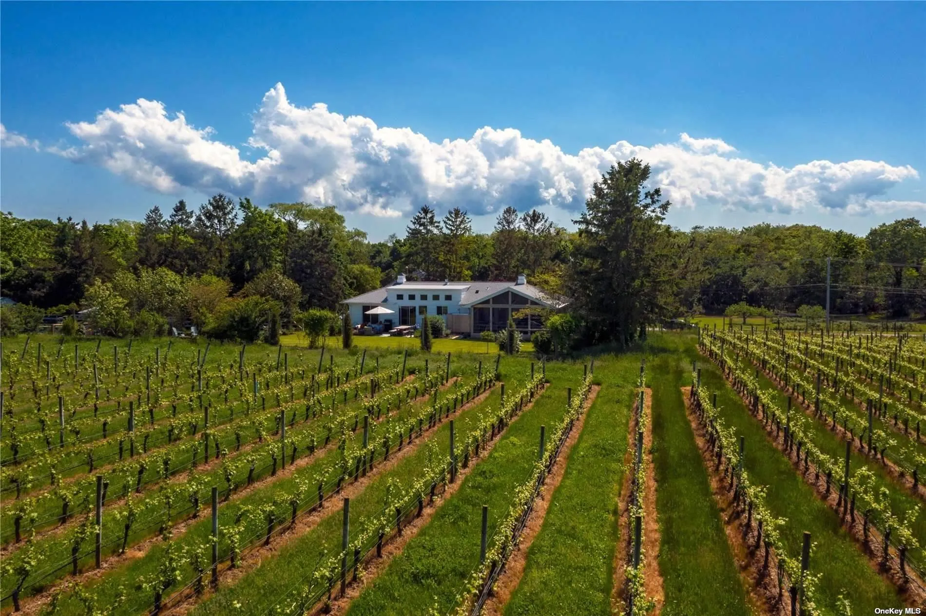 Privacy in the vines Privacy in the vines