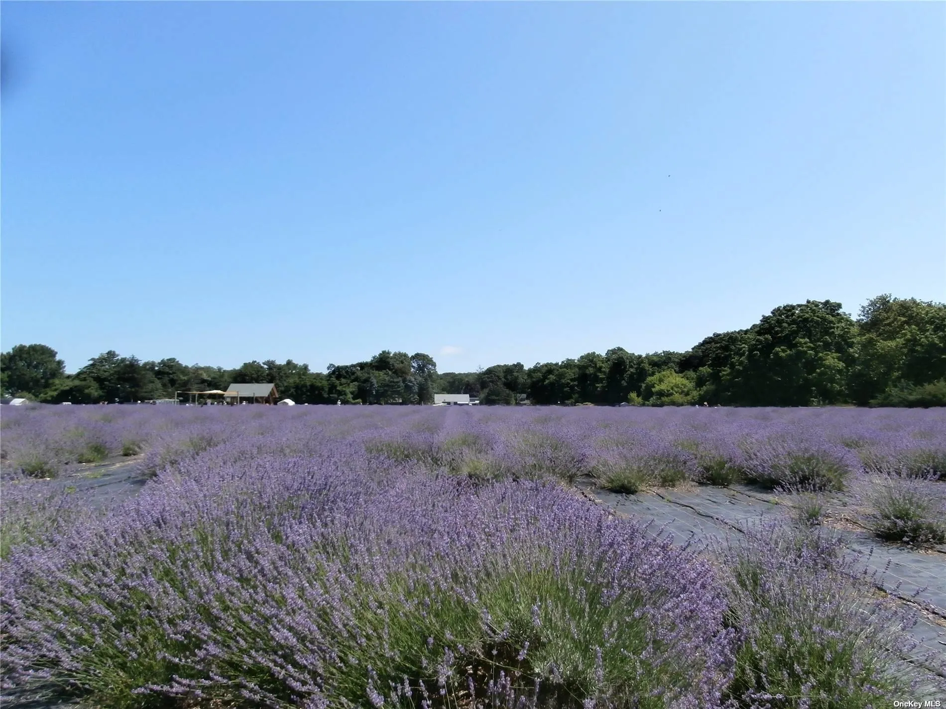3670 Rocky Point Road, Southold, NY, 3 Bedrooms Bedrooms, 5 Rooms Rooms,2 BathroomsBathrooms,Residential Lease,Idx,Rocky Point,0,L3585180 3670 Rocky Point Road, Southold, NY, 3 Bedrooms Bedrooms, 5 Rooms Rooms,2 BathroomsBathrooms,Residential Lease,Idx,Rocky Point,0,L3585180