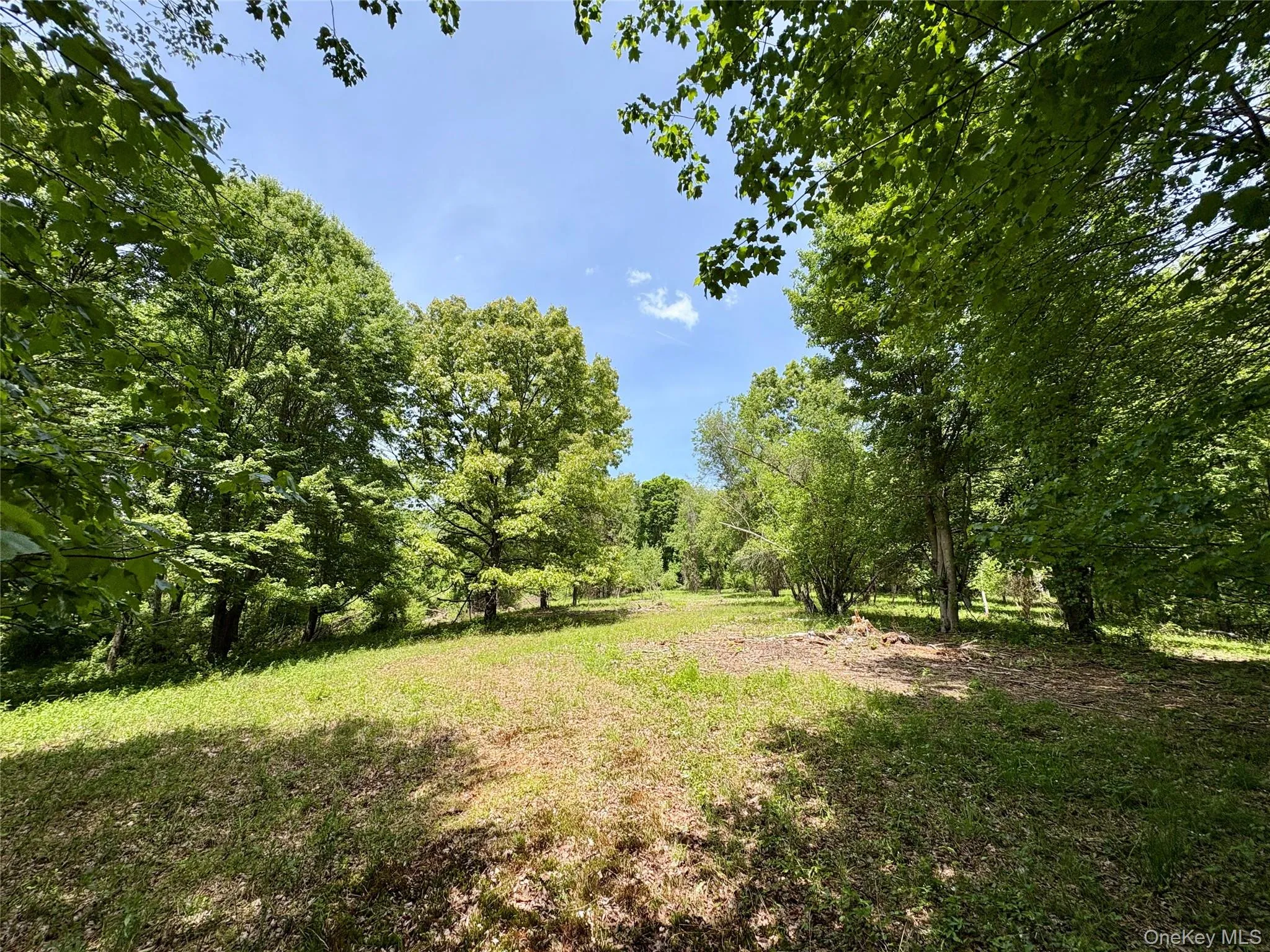 View of yard featuring a forest view View of yard featuring a forest view