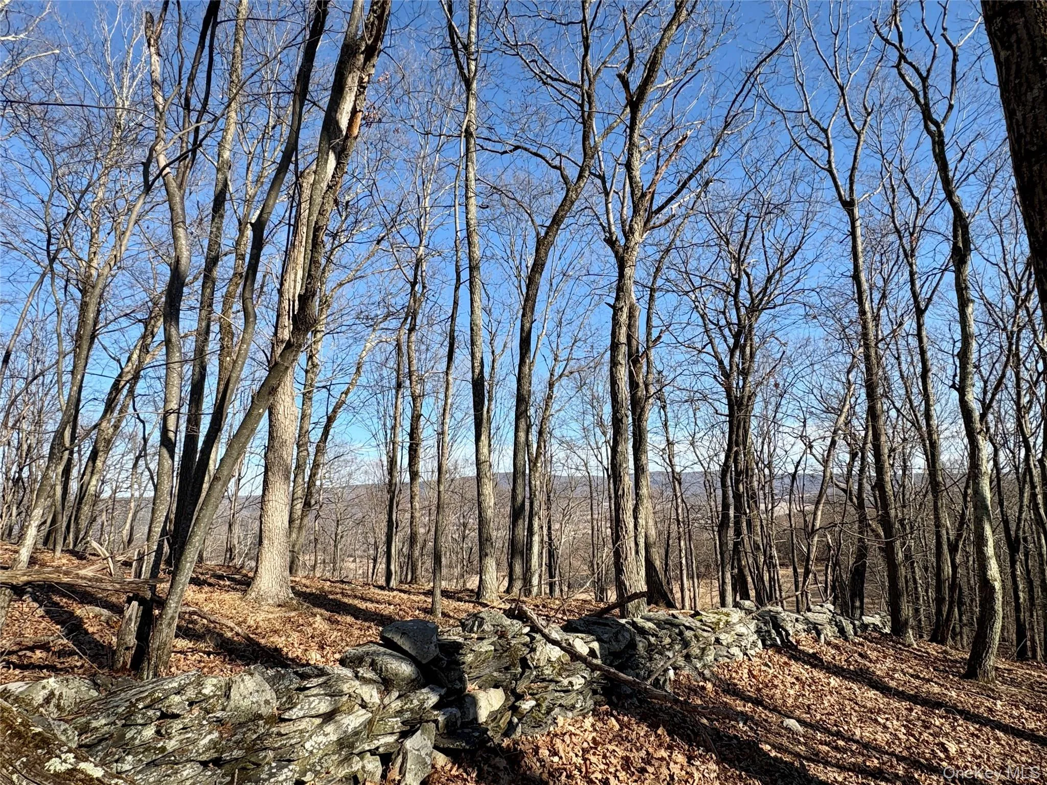 View of local wilderness featuring a forest view View of local wilderness featuring a forest view