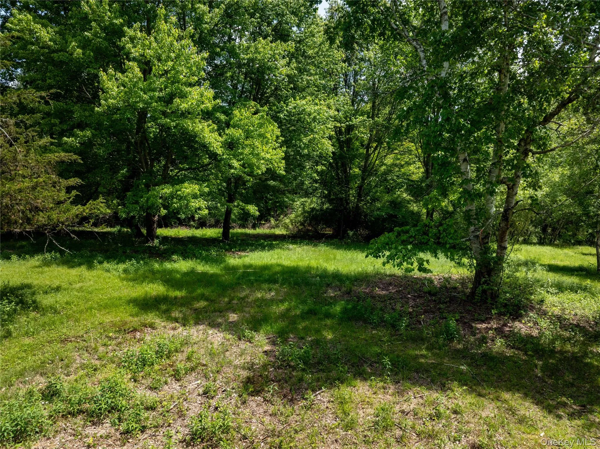 View of yard featuring a view of trees View of yard featuring a view of trees