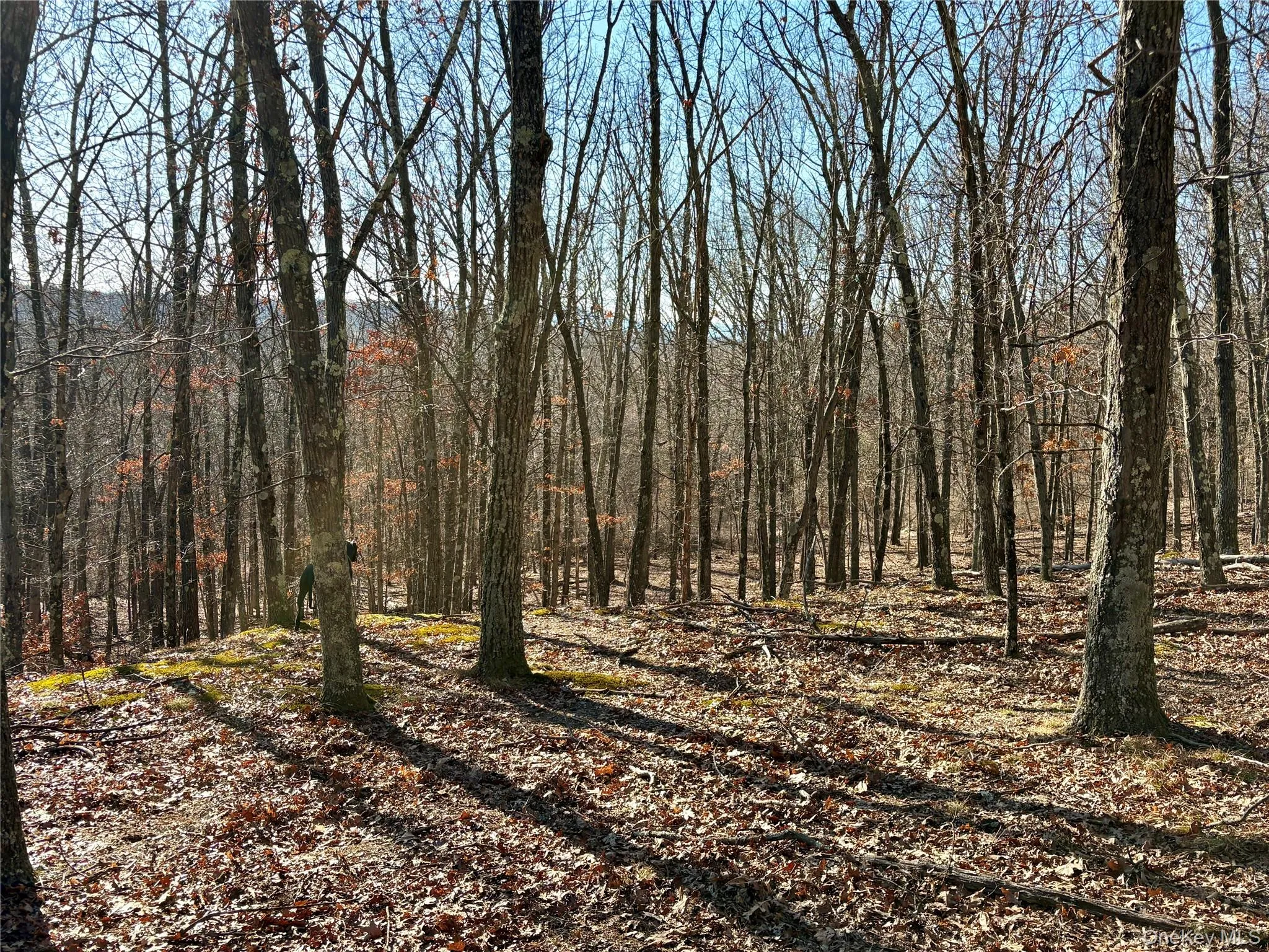 View of local wilderness featuring a wooded view View of local wilderness featuring a wooded view
