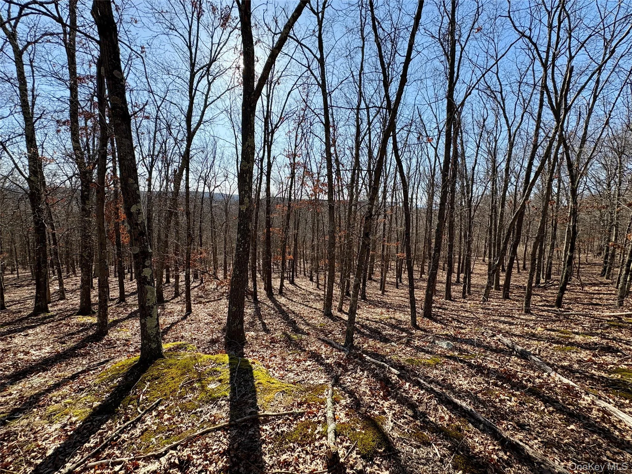 View of local wilderness View of local wilderness