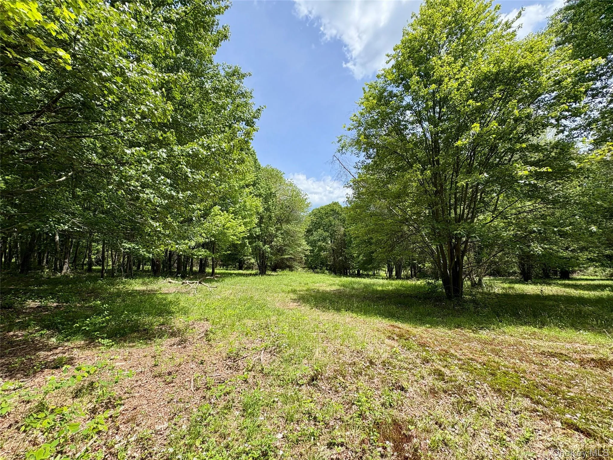 View of yard featuring a forest view View of yard featuring a forest view