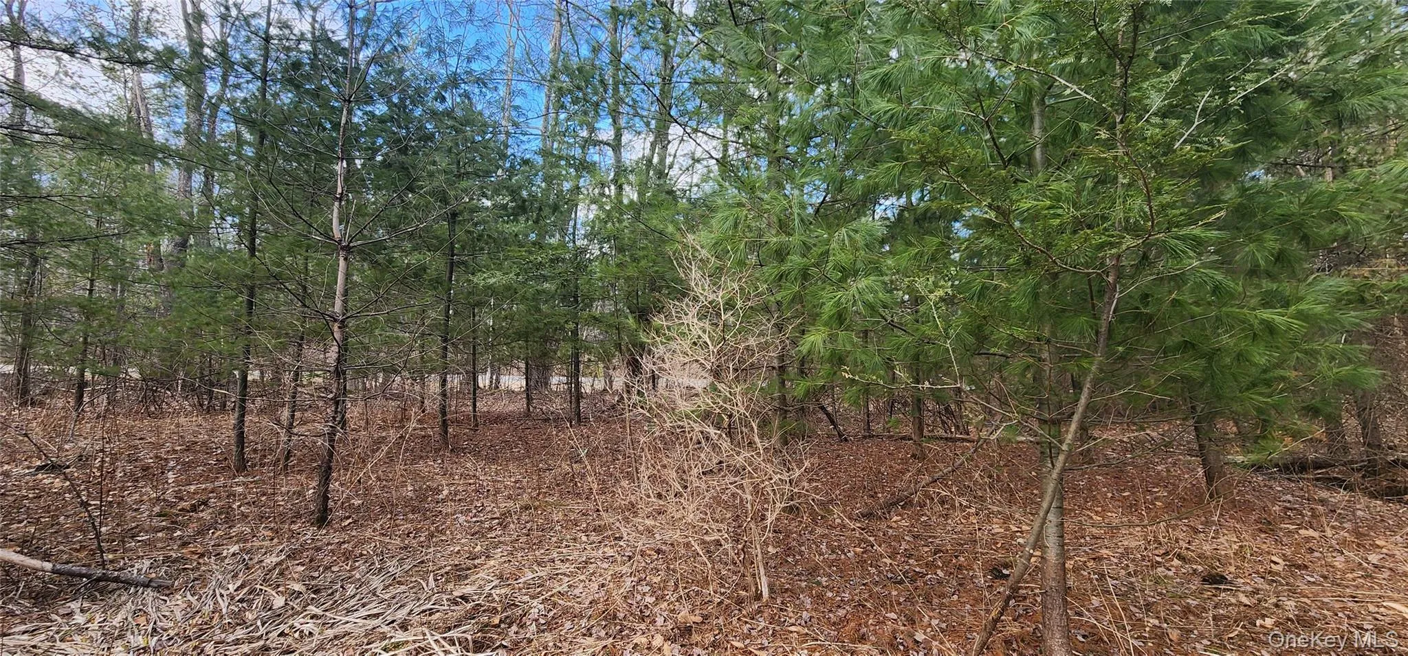 View of undeveloped land View of undeveloped land