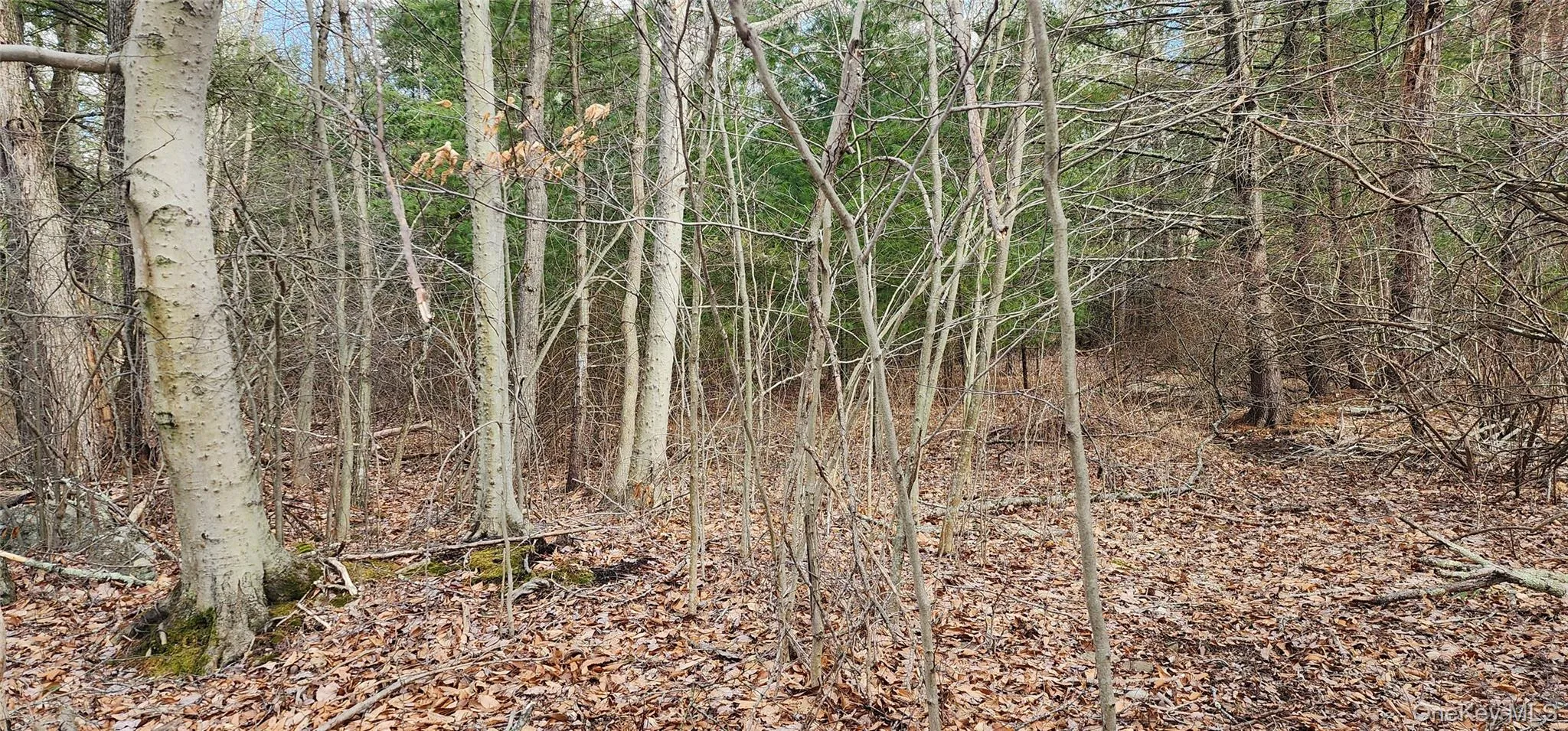 View of undeveloped land View of undeveloped land