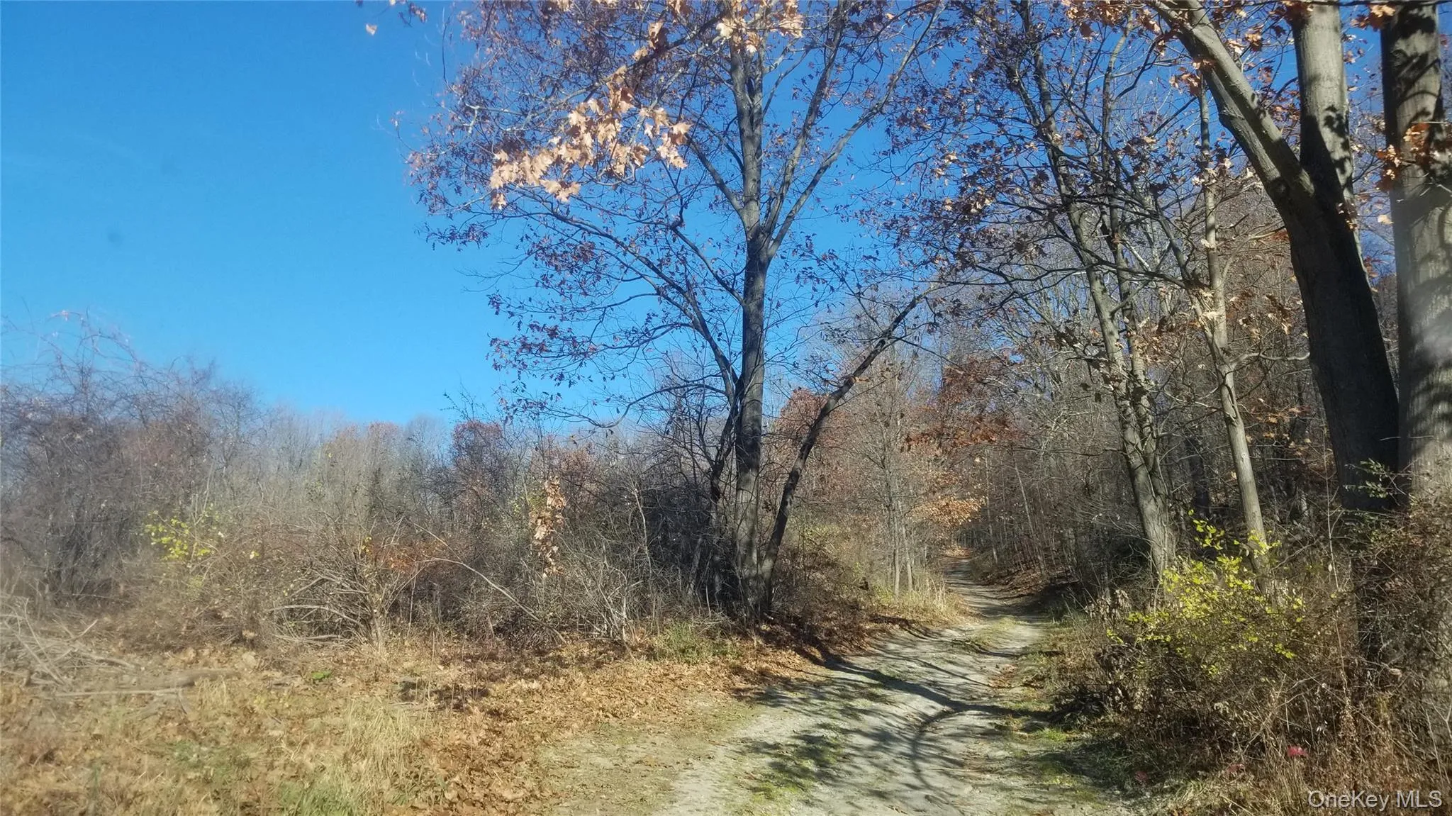 View of nature with a wooded view View of nature with a wooded view