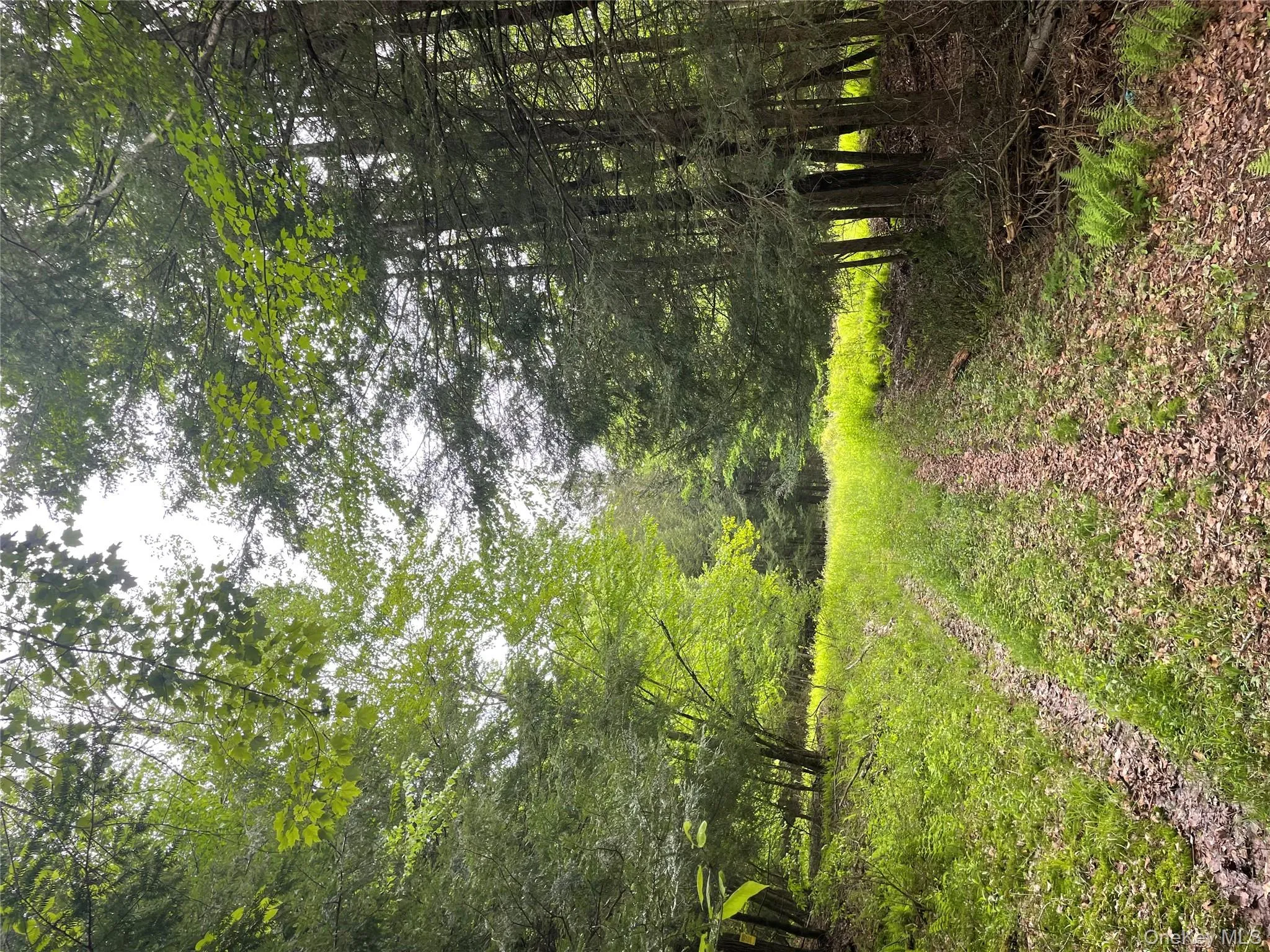 View of yard featuring a forest view View of yard featuring a forest view