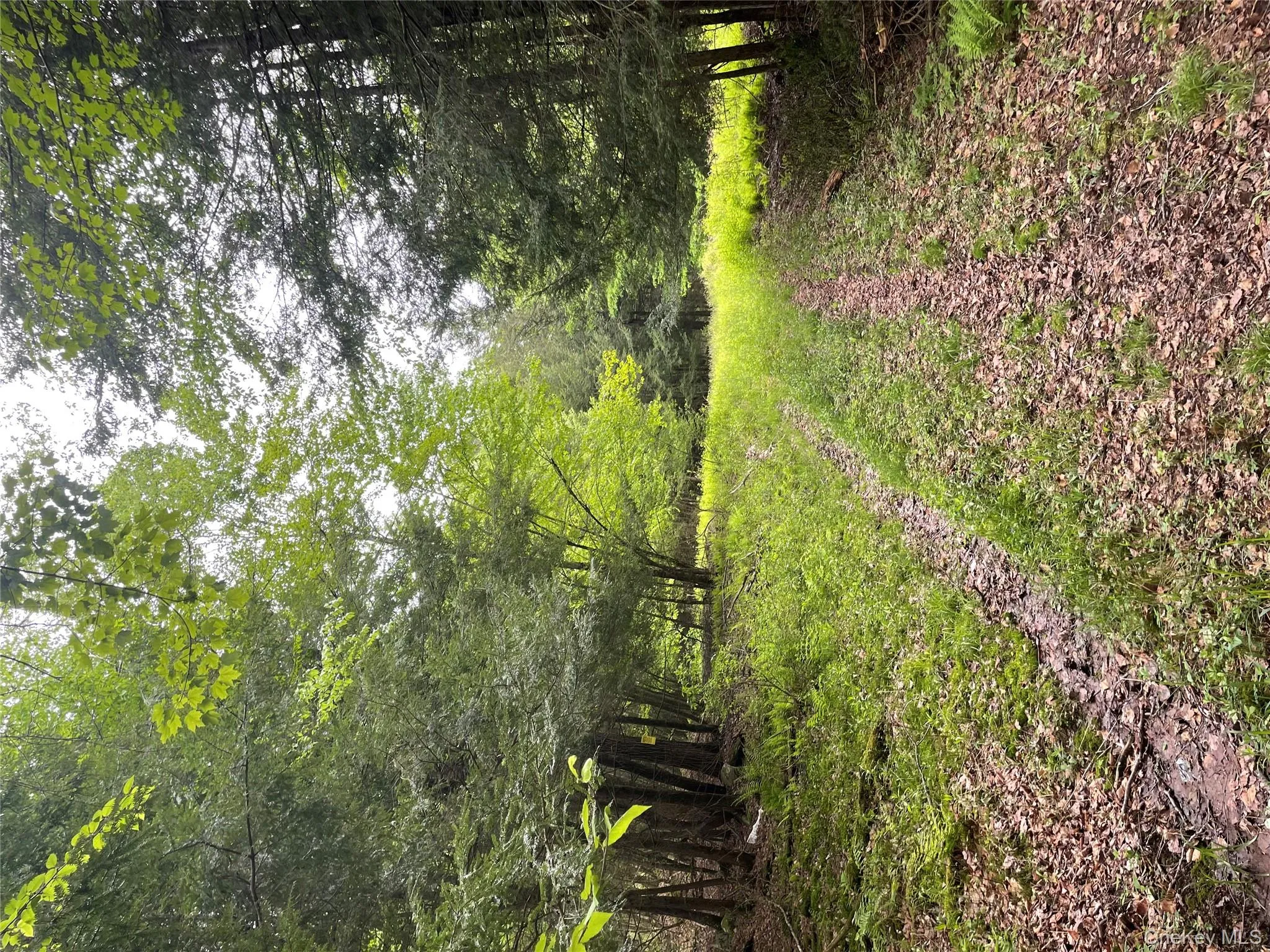 View of yard with a wooded view View of yard with a wooded view