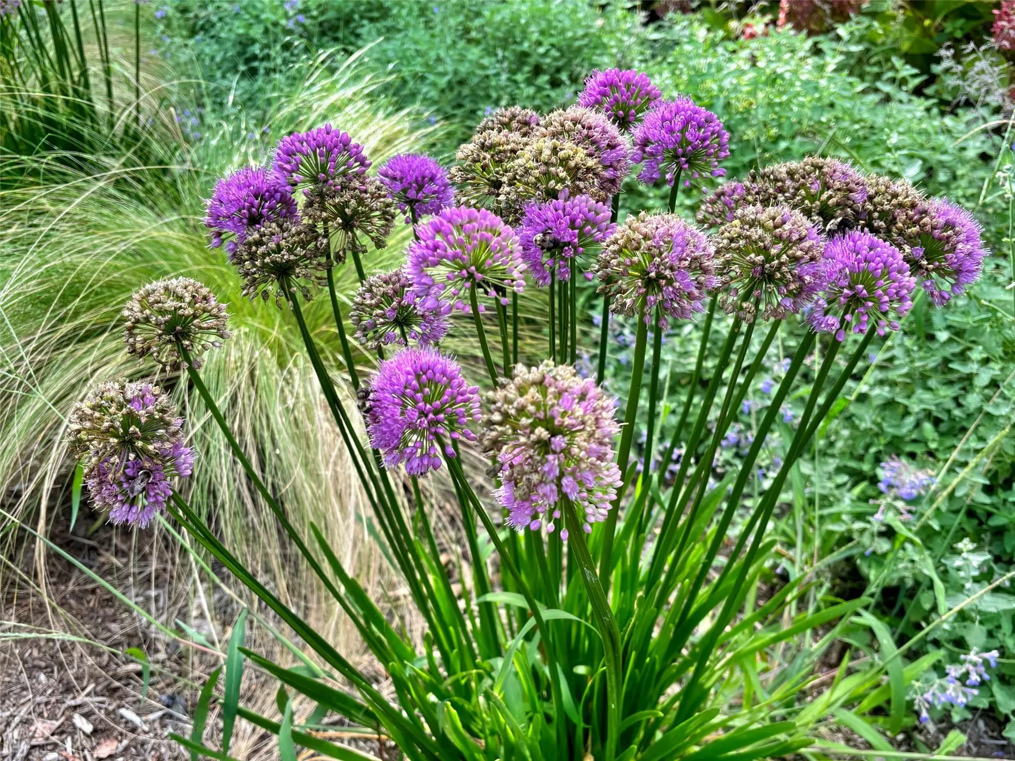 ‘Lavender Bubbles’ in Butterfly Garden ‘Lavender Bubbles’ in Butterfly Garden
