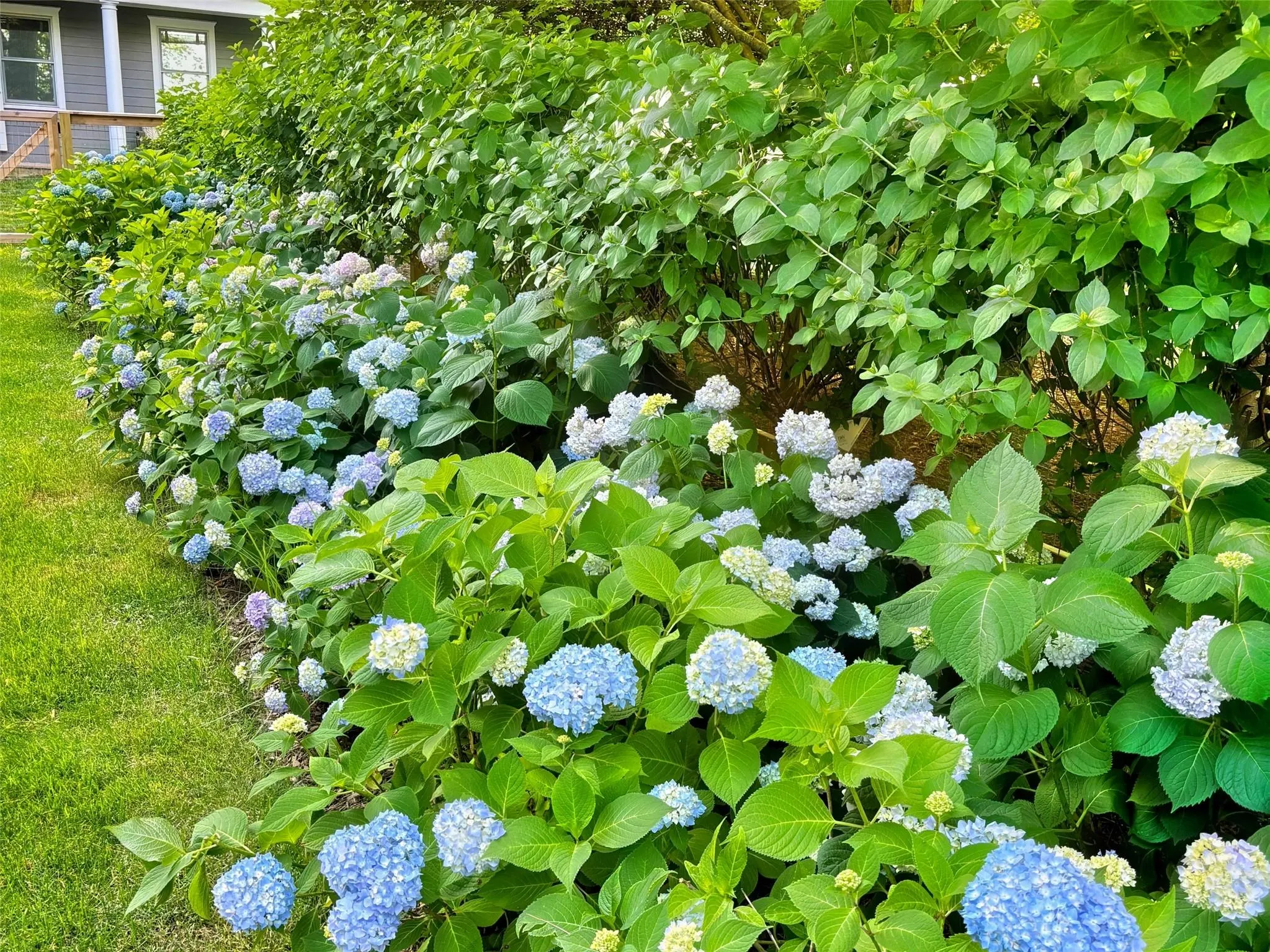 Hydrangeas by the Pool Hydrangeas by the Pool