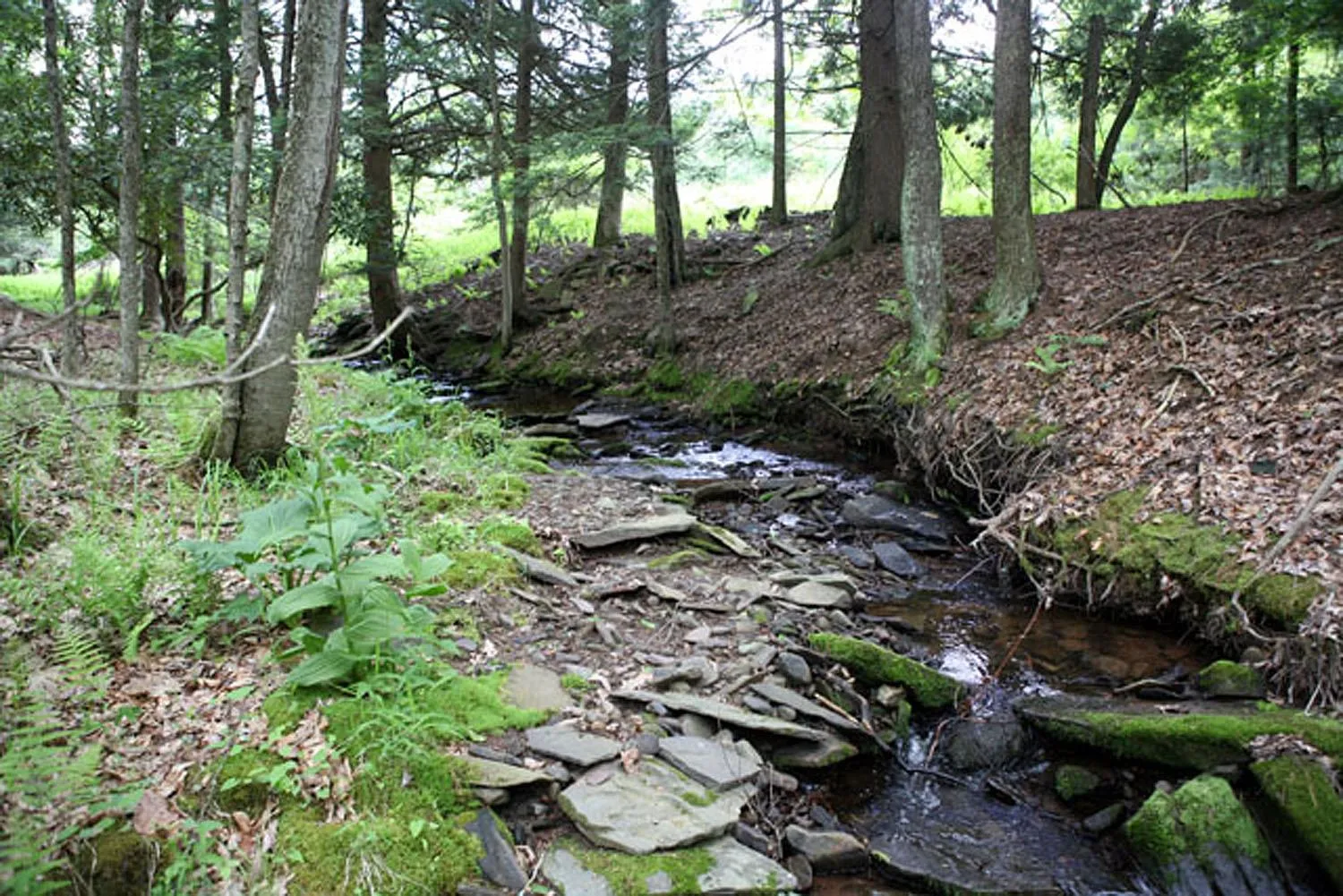 View of stream located towards the back of the lot View of stream located towards the back of the lot