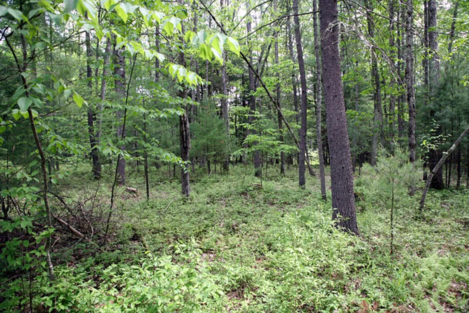 View of landscape featuring a wooded view View of landscape featuring a wooded view