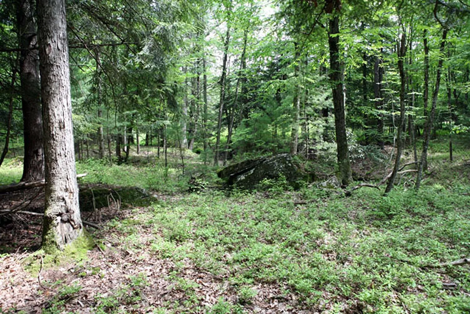 View of nature featuring a wooded view View of nature featuring a wooded view