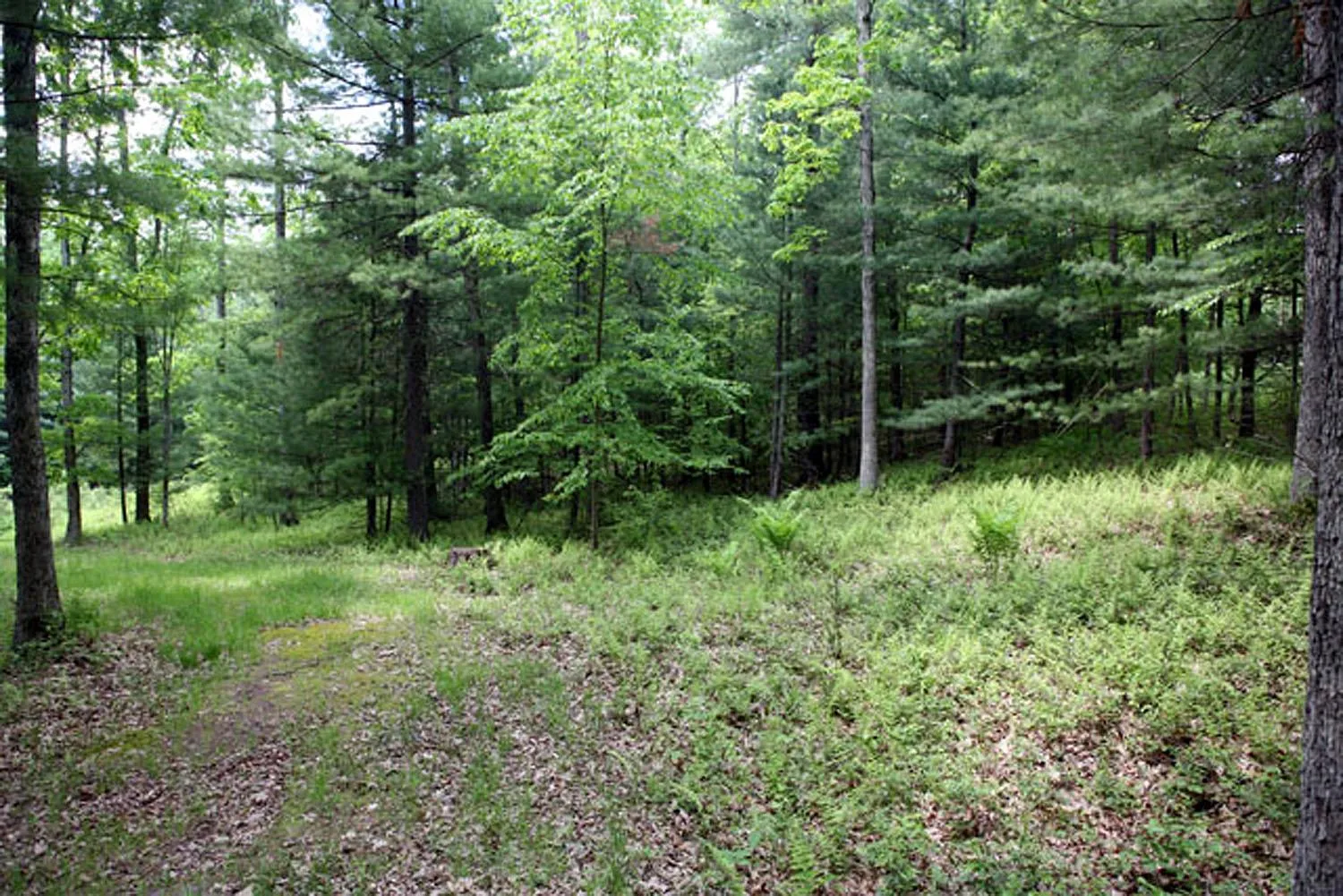 View of nature with a wooded view View of nature with a wooded view