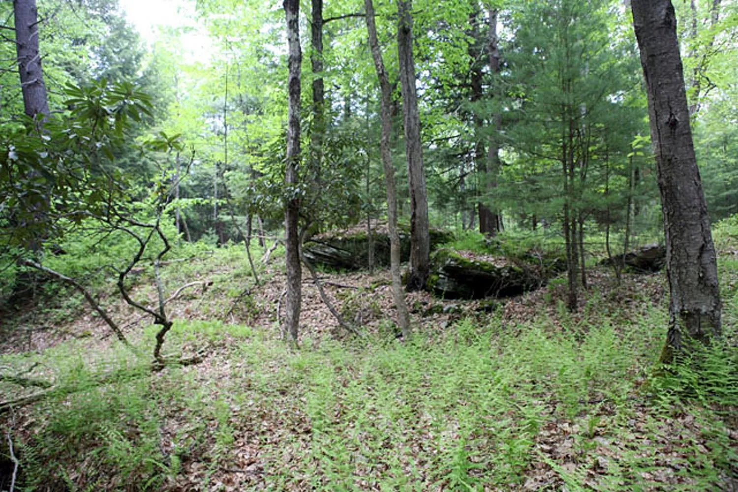 View of landscape featuring a view of trees View of landscape featuring a view of trees