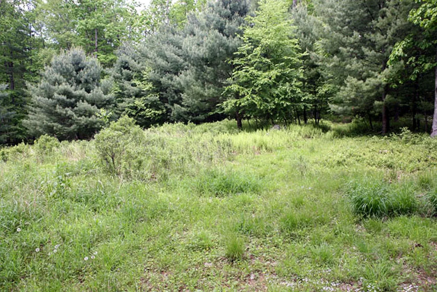 View of nature with a forest view View of nature with a forest view