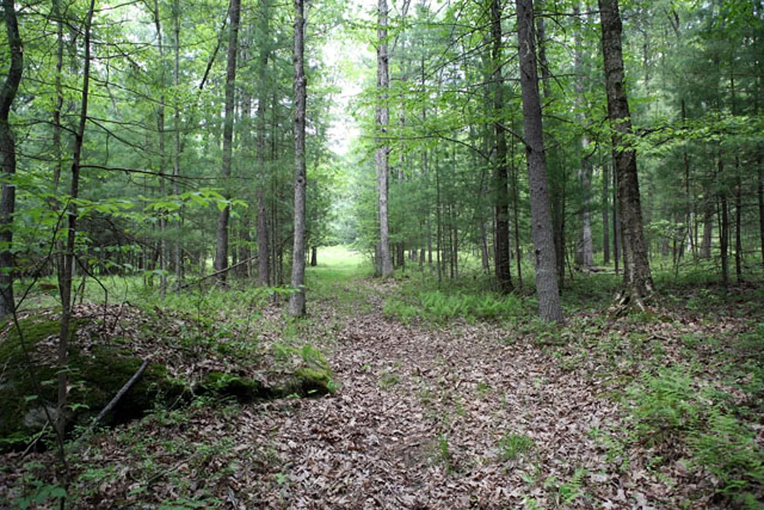 View of existing driveway through the woods View of existing driveway through the woods