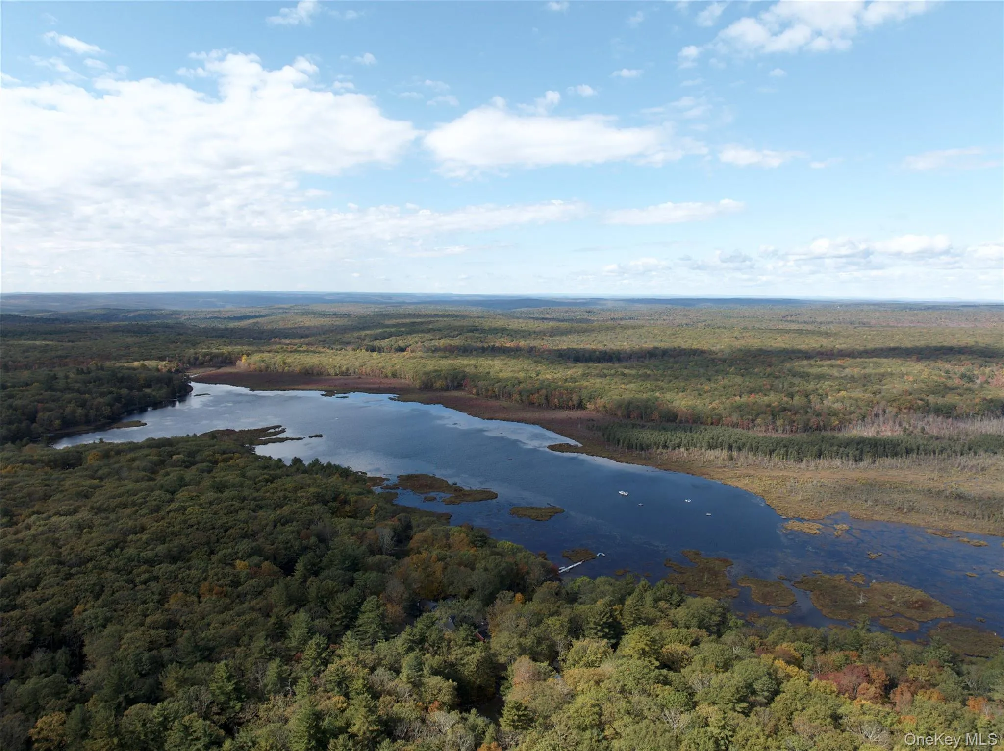 Aerial view of a forest and a nearby body of water Aerial view of a forest and a nearby body of water