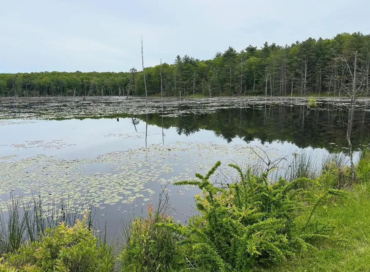Water view featuring a heavily wooded area Water view featuring a heavily wooded area