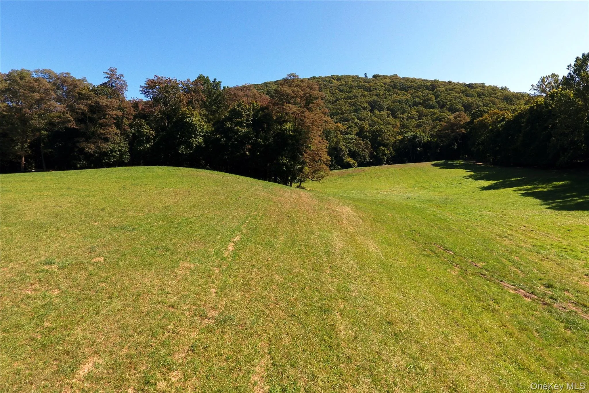 View of green lawn featuring a view of trees View of green lawn featuring a view of trees