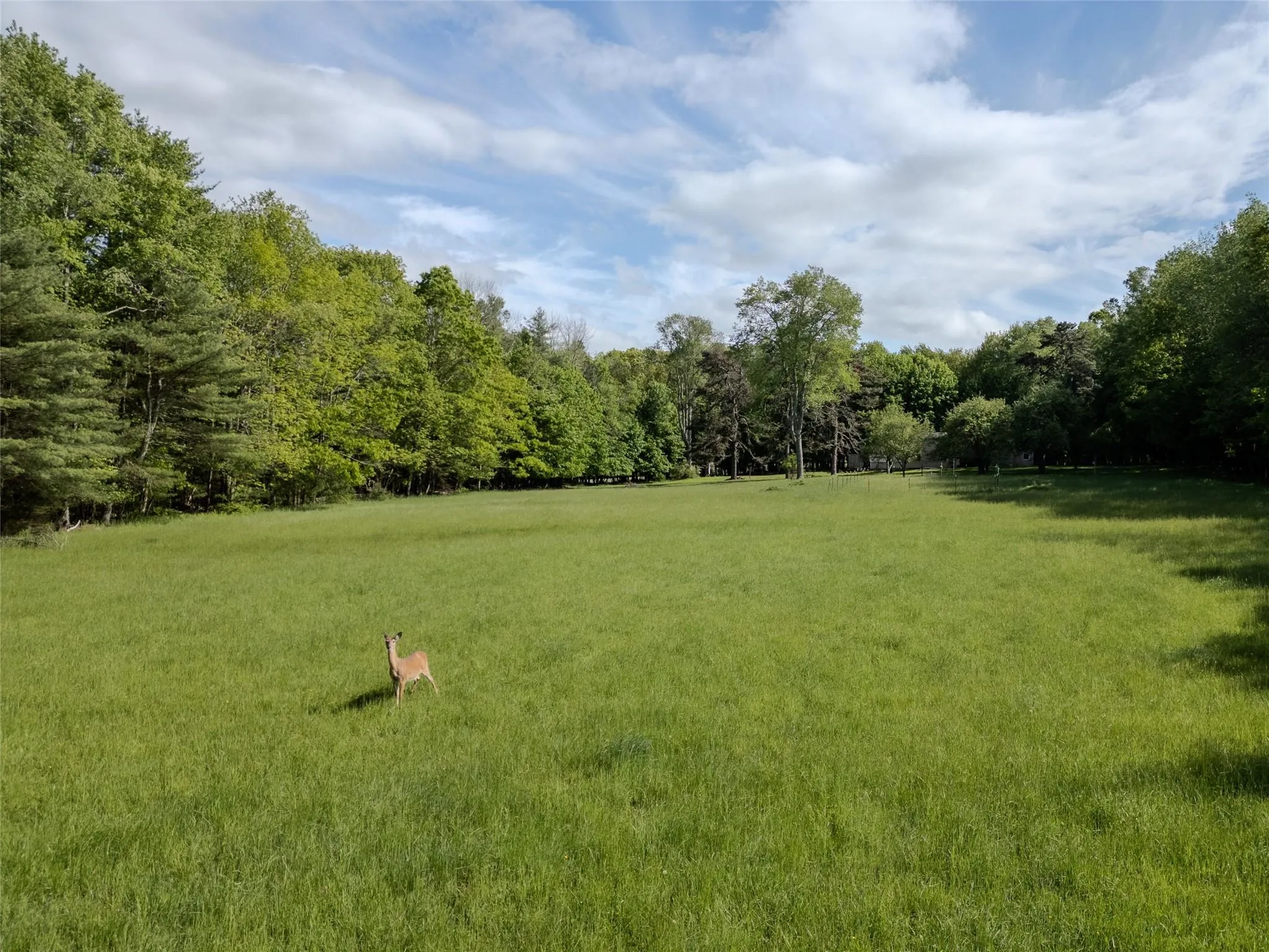 View of green lawn featuring a forest view View of green lawn featuring a forest view